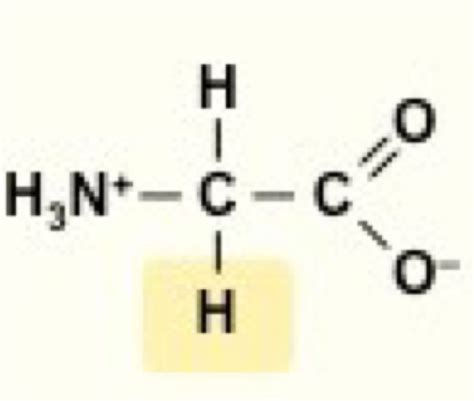 Biochem Amino Acids Flashcards Quizlet