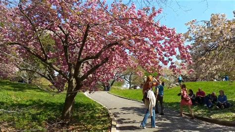 Cherry Blossom Festival Ny Botanical Garden 2022 - Spring Festival 2022