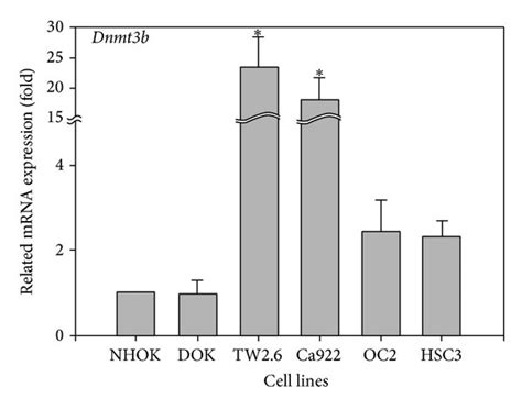 Dnmts Rna Expression In Human Oral Cancer Cell Lines The Measurement