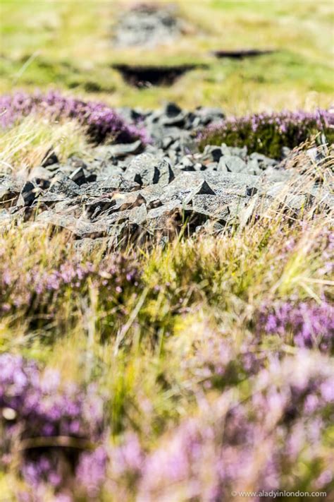 Where To See Heather In Scotland Best Place To View It In Bloom