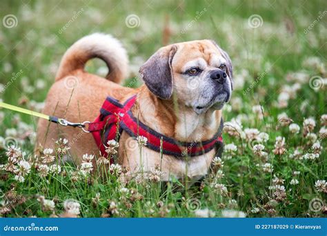 Pug Cross Amongst Flowers Stock Image Image Of Desire 227187029