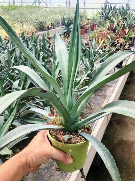 Agave Gentryi Agaven Gartenpflanzen Der Palmenmann