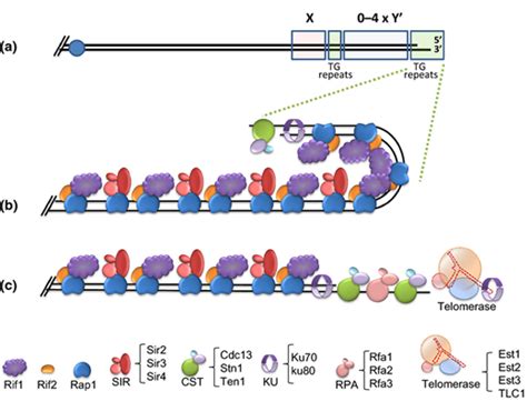 Structure Of The Yeast Telomere A Schematic Representation Of A