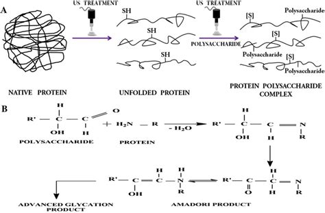 A Schematic Representation Of Proteinpolysaccharide Interaction By Download Scientific Diagram