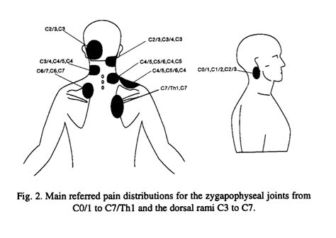 Cervical And Scapular Region