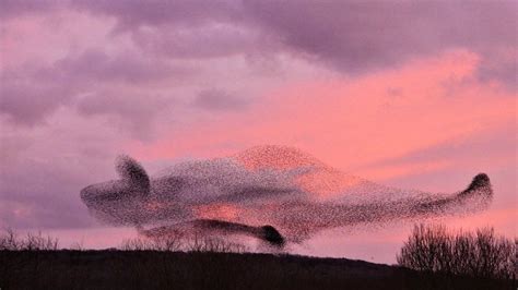 Lancashire Starlings Form Swirling Whale Shaped Murmuration BBC News