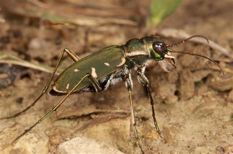 Missouris Disjunct Population Of Cicindela Obsoleta Vulturina