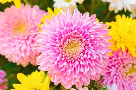 Chrysanthemum How To Grow And Care With Success