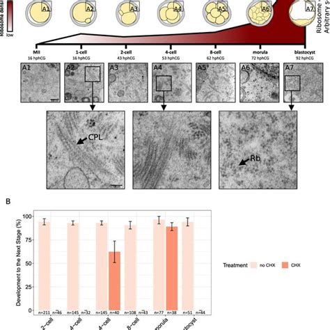 In Vivo Fertilized In Vitro Cultured Mouse Oocytes As A Source Of