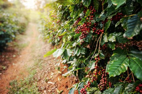 Mengenal Jenis Kopi Di Perkebunan Kopi Indonesia Gokomodo