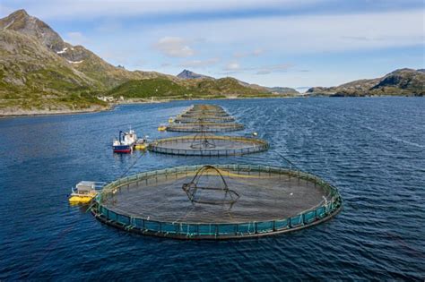 Boris Nets Aquaculture Safety Sports Bird Control