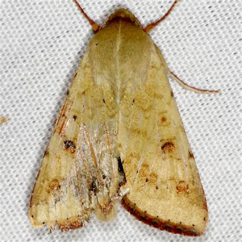 Moth Helicoverpa Zea Bugguidenet