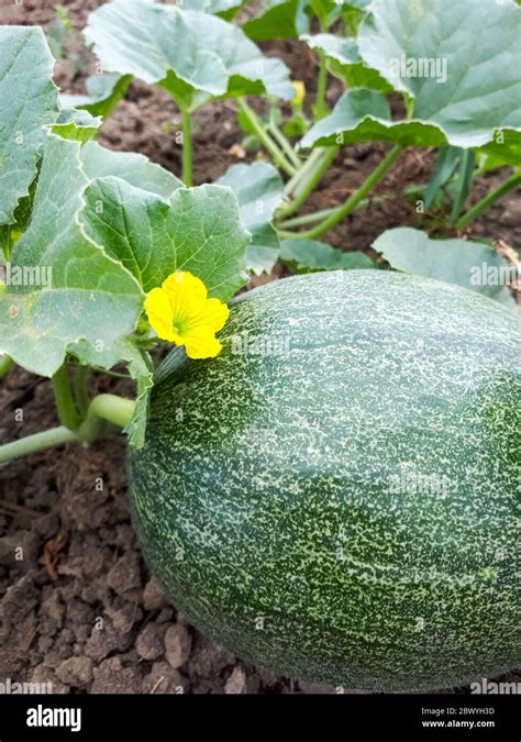 Fleur De Melon Banque De Photographies Et Dimages à Haute Résolution