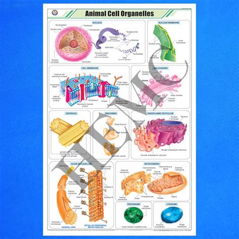 Animal Cell Organelles - Laboratory-Products