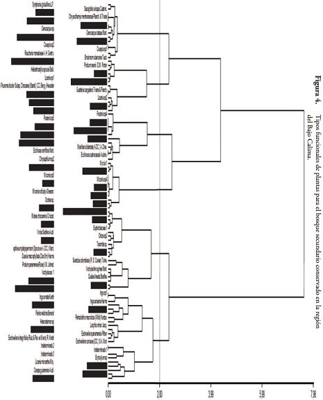 Grupos Funcionales De Árboles En Bosques Secundarios De La RegiÓn Bajo Calima Buenaventura