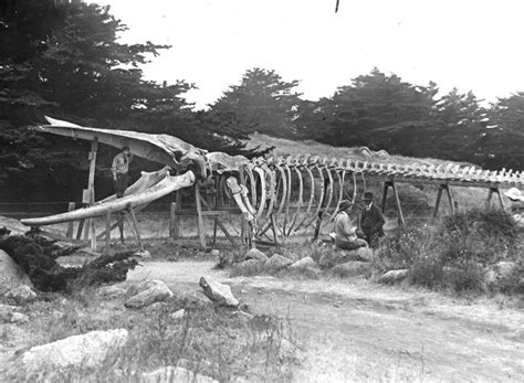 Whale Skeleton Point Lobos California Great Whale Visual