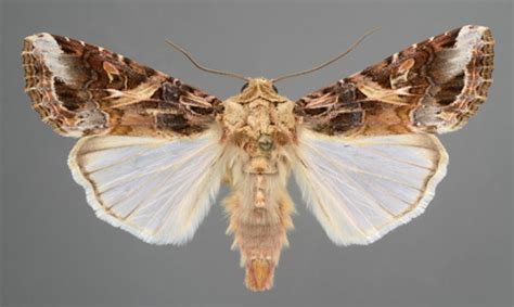 Yellowstriped Armyworm Spodoptera Ornithogalli