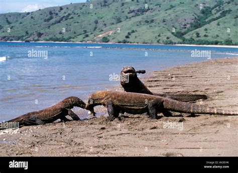 Varan de Komodo Indon sie Komodo dragon in natural environment Varanus ...