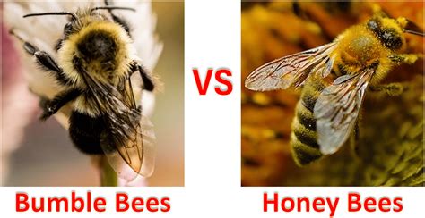 Bumble Bees Vs Honey Bees: Differences - Beekeeping 101