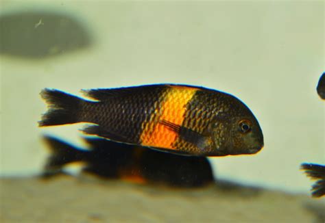 Tropheus Sp Black Bemba Orange Flame Moorii