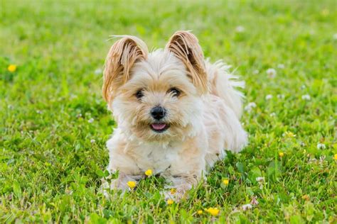 Yorkie Pom Or Porkie Yorkie And Pomeranian Mix Info Pictures Facts