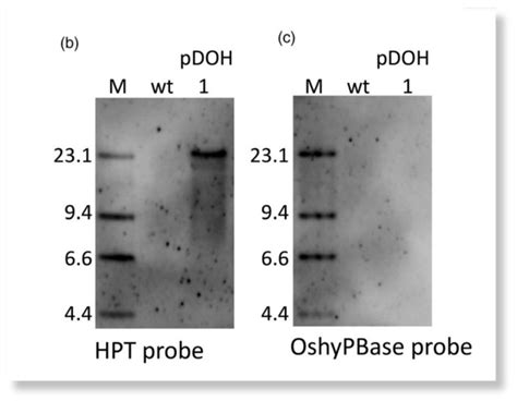 A PiggyBac Mediated Transgenesis System For The Temporary Expression Of