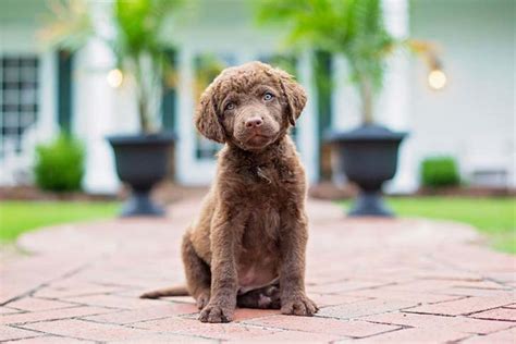 Chesapeake Bay Retriever Dog Breed Information