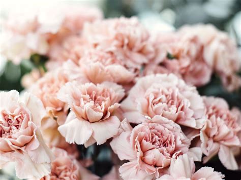 Carnations Their Meaning History And Care Article OnThursd