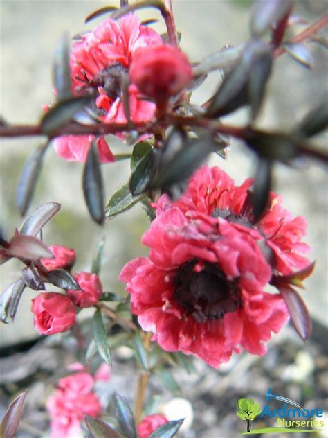 Leptospermum Scoparium Wiri Kerry Manuka Native To New Zealand And