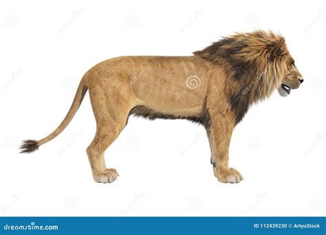 Lion Animal African, Side View Stock Illustration - Illustration of ...