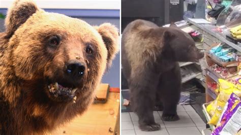 Oso Grizzly Roba Dulces De Una Tienda De Autoservicio Y Los Videos Se