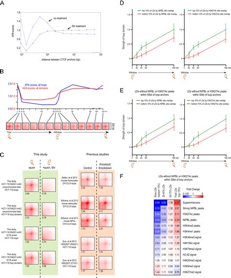 Cohesin Loss Eliminates All Loop Domains Cell