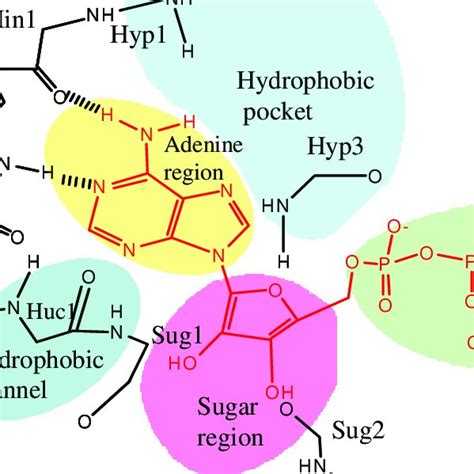 Model Of The Atp Binding Site Of Protein Kinases Atp Is Depicted In