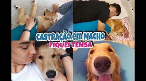 CACHORRO CASTRADO VALOR DA CIRURGIA PÓS OPERATÓRIO ETC YouTube