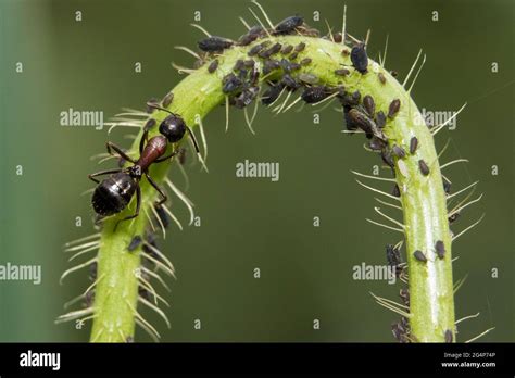 Ants farming aphids Stock Photo - Alamy