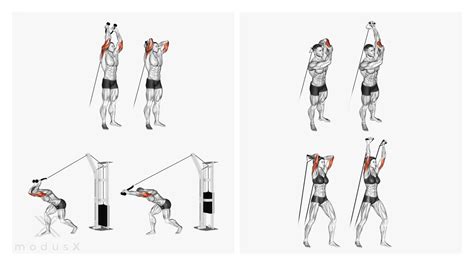 Trizepsdr Cken Am Kabelzug Und Mit Dem Theraband Modusx