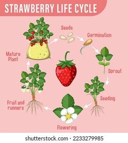 Life Cycle Strawberry Diagram Illustration Stock Vector (Royalty Free ...