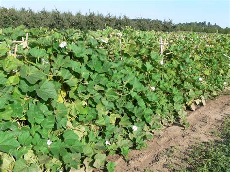 Bottle Gourd Plant