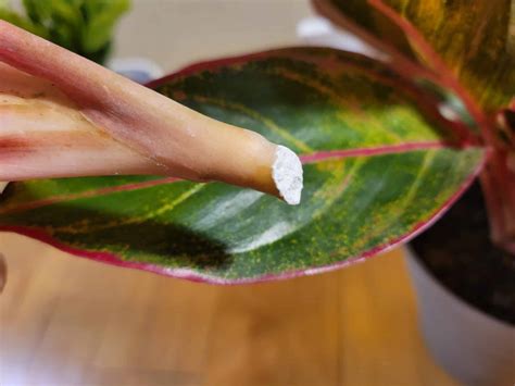 How to Propagate Aglaonema: Step-By-Step (With Pictures)