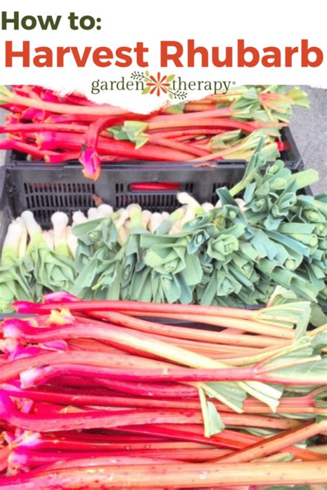 How to Harvest Rhubarb (NEVER Cut It!) - Garden Therapy