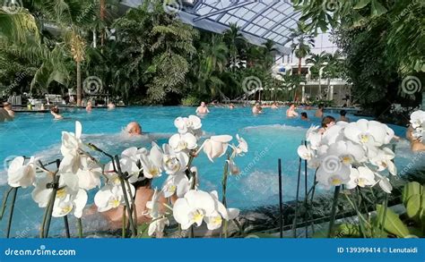 Therme Bucharest Thermal Pool At Palm Zone Stock Footage Video Of