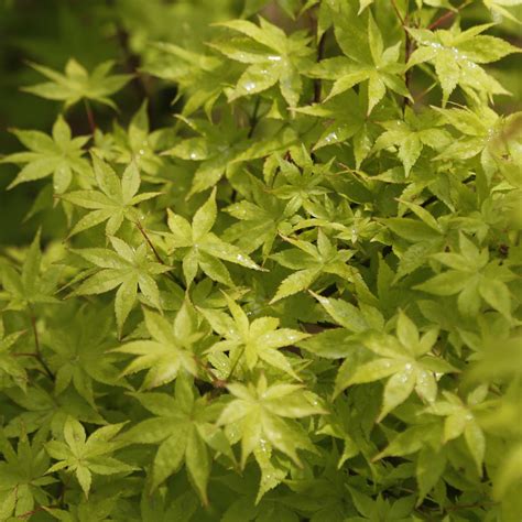 Acer Palmatum Summer Gold Japanese Maple CHINESE EXPORTER