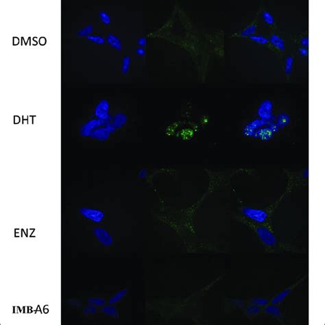 Imb A6 Efficiently Inhibits Dht Induced Ar Nuclear Translocation