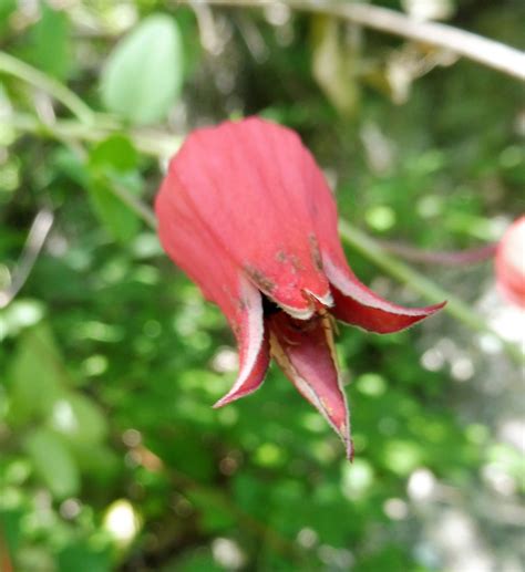 Clematis texensis (Scarlet Clematis, Scarlet Leatherflower, Texas ...