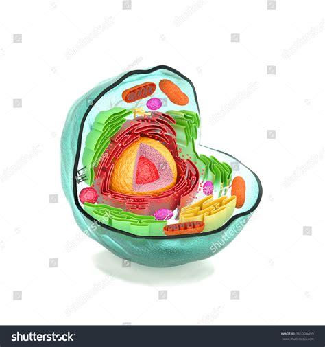 Ilustrasi Stok Cell Cell Structure Cell Anatomy Section 361004459