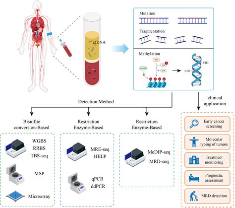 Circulating Tumor Dna Methylation A Promising Clinical Tool For Cancer