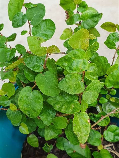 Ficus Pumila Creeping Fig