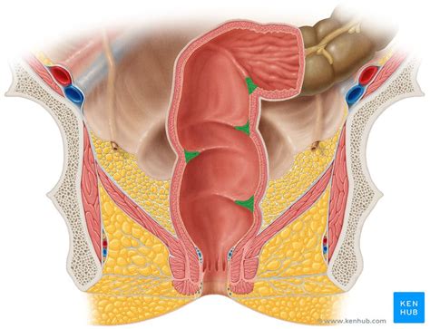 Reto Anatomia Histologia Função Composição Kenhub