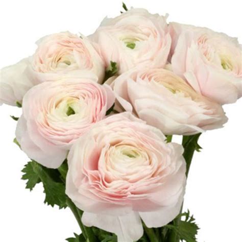 Ranunculus Blush Pink Bulk And Wholesale Bunches Direct Usa