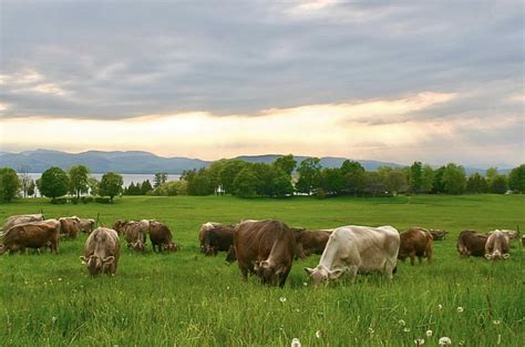 Why Cows at Shelburne Farms? | Shelburne Farms